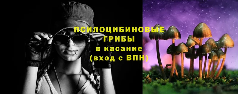 как найти наркотики  Владимир  Псилоцибиновые грибы Cubensis 