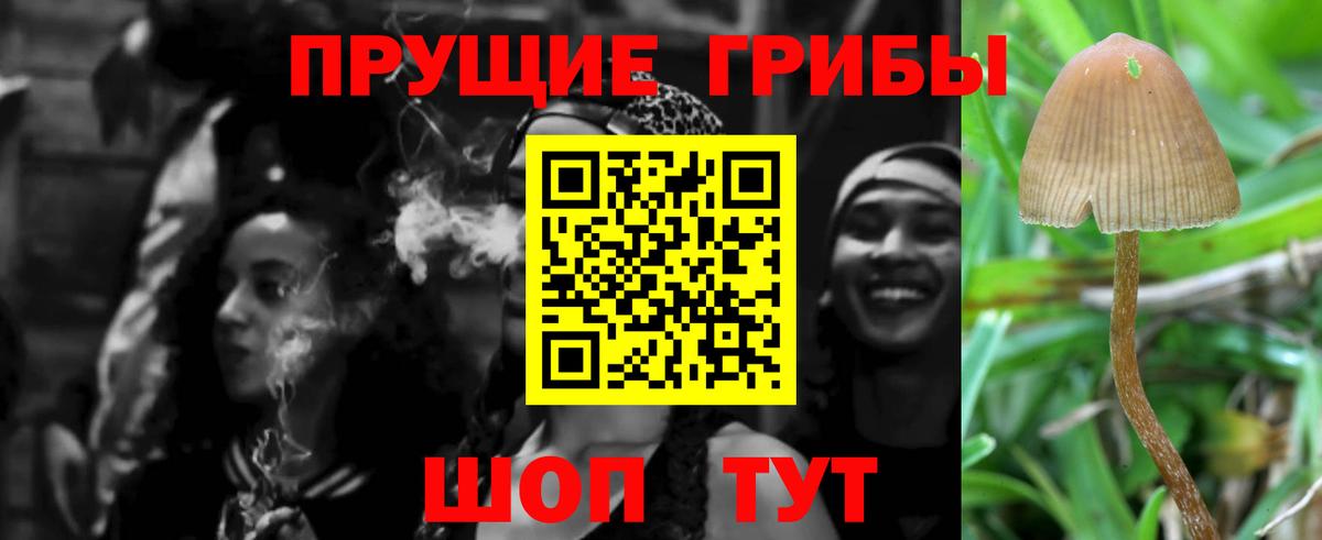 Псилоцибиновые грибы Cubensis Владимир
